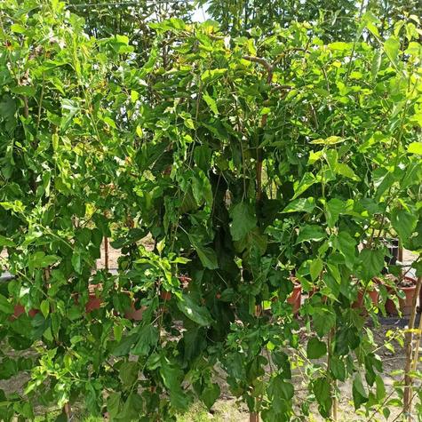 Morwa Czarna Pendula Pa 180 (C10)