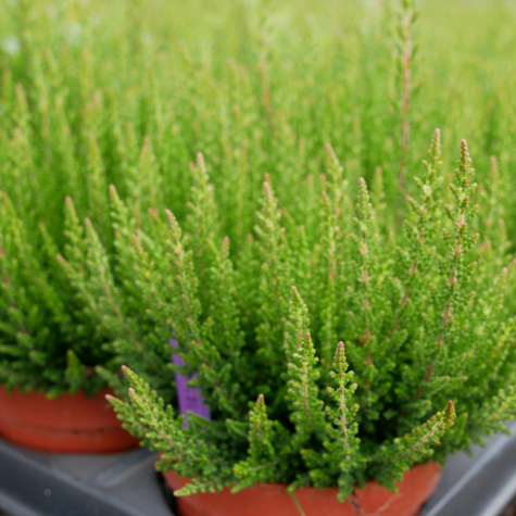 Wrzos pospolity Skyline Stockholm zielony niekwitnący