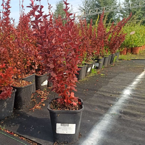 Berberys thunberga Vulcono (C2)