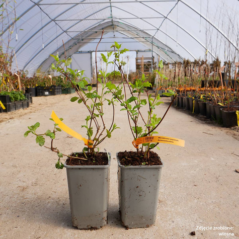 Wiciokrzew japoński Aureoreticulata