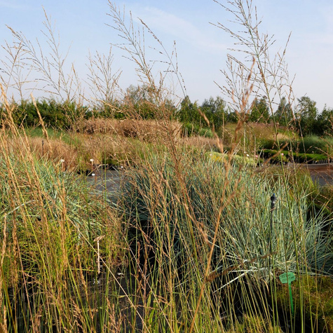 Trzęślica trzcinowata Transparent