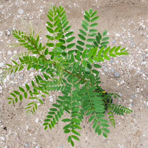 Amfora Amorfa zwyczajna Indygowiec (C2)