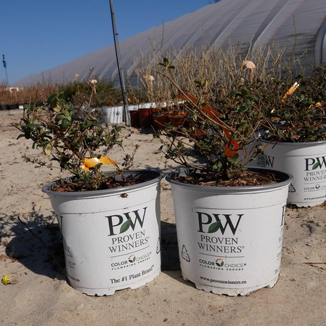 Budleja Dawida Blue Chip Jr (C2)