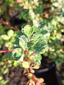 Berberys Thunberga Silver Beauty (C2)