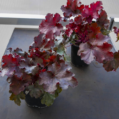 Żurawka ogrodowa Maroon (C2)