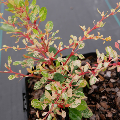 Berberys thunberga Natasha (C1.7)
