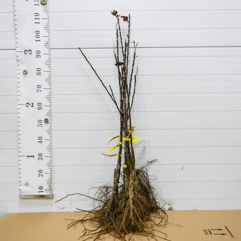 Jabłoń Gala Buk Brook Field Bukfeld Plant Pack