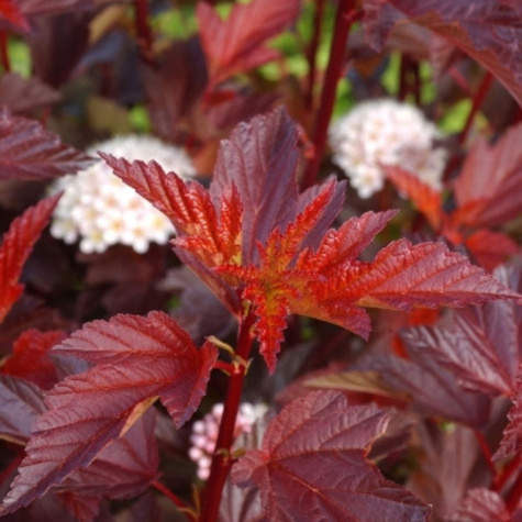 Pęcherznica kalinolistna Diable d'Or Mindia (C20)