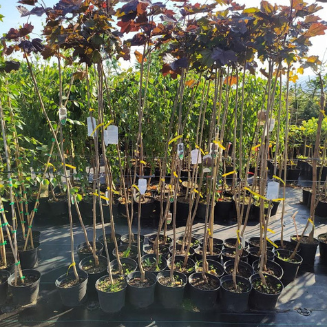 Klon pospolity Royal Red (C2)