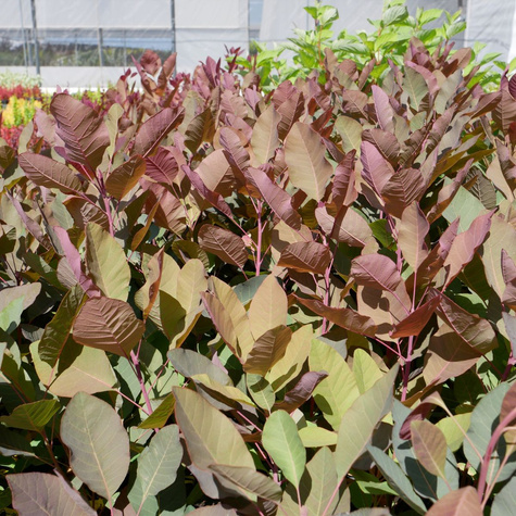 Perukowiec podolski Follis Purpureis (P9)