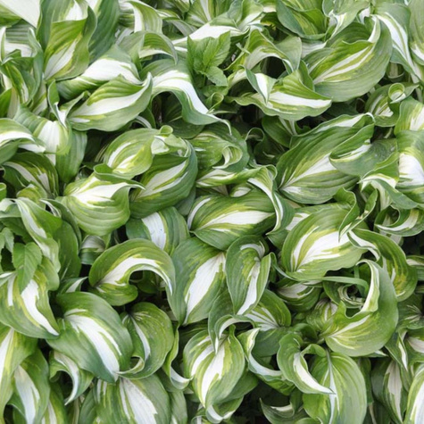 Funkia Hosta Crispula