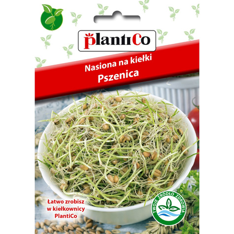 Pszenica Nasiona na kiełki 20g
