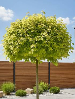 Klon pospolity Golden Globe szczepiony na pniu 