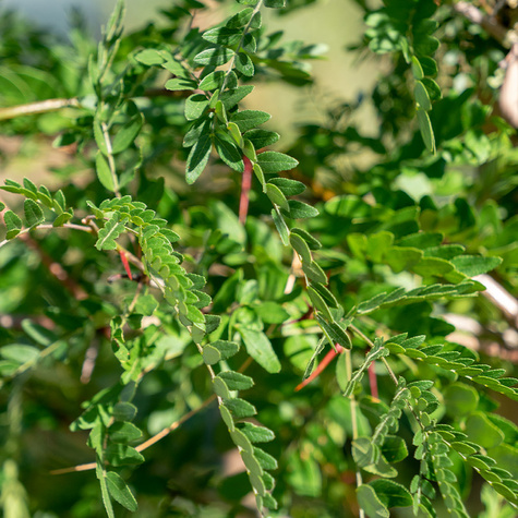 Glediczja trójcierniowa Iglicznia trójcierniowa