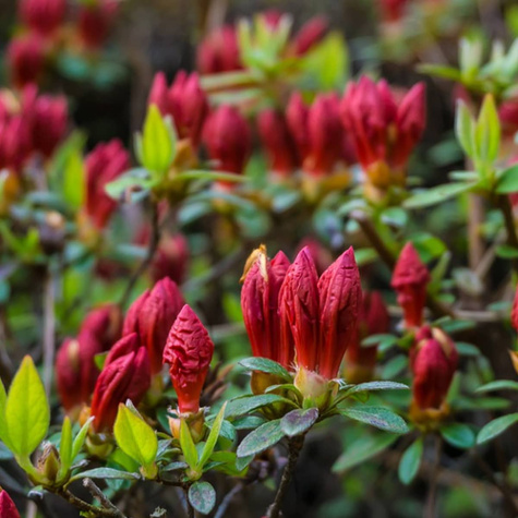 Azalia japońska Maruschka czerwona (C2)