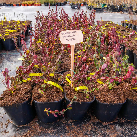 Trzmielina Fortunea płożąca (C2)