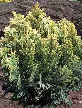 Cyprysik lawsona Pygmaea Argentea