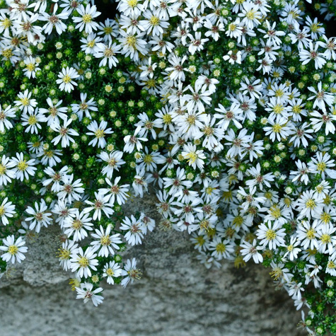 Aster wrzosolistny Snow Flurry biały płożący (C2)