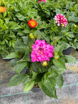 Dalia Lubega Power Violet Bicolor 
