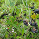 Aronia Czarna Czarnoowocowa Viking (C2)