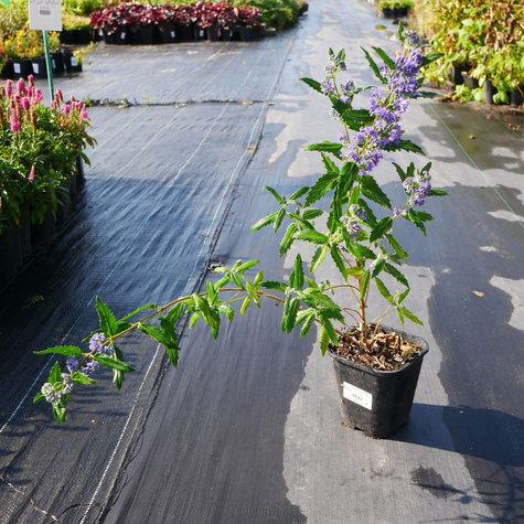 Barbula klandońska Ferndown (P9)