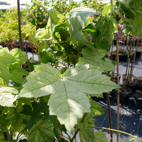 Klon jawor Leopoldii szczepiony na pniu