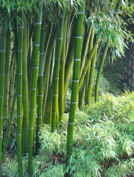 Bambus Phyllostachys Pubescens mrozoodporny (C2)