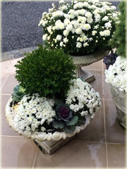 Chryzantema drobnokwiatowa biała DUŻA DONICA