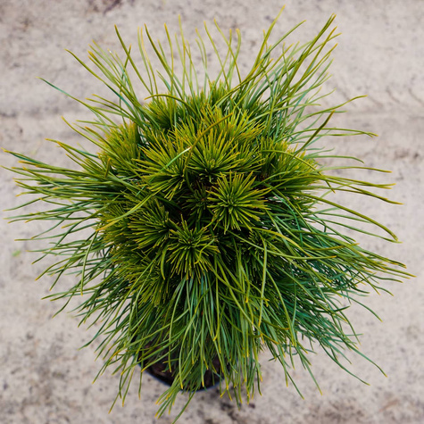 Sosna górska Varella na pniu szczepiona Pa70cm