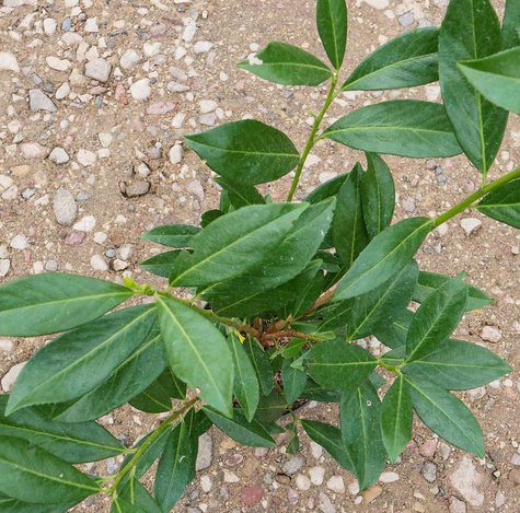 Laurowiśnia wschodnia Gabi (C2)