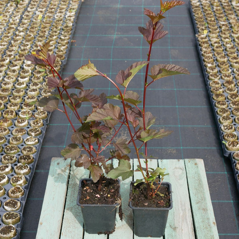 Pęcherznica kalinolistna Zdechovice (P9)