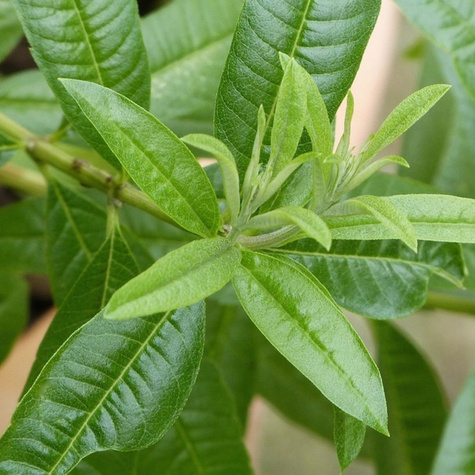 Werbena cytrynowa Freshman (C2)