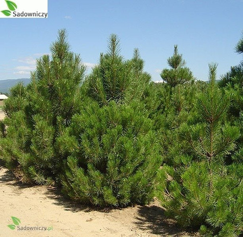 Sosna czarna 80-140 cm