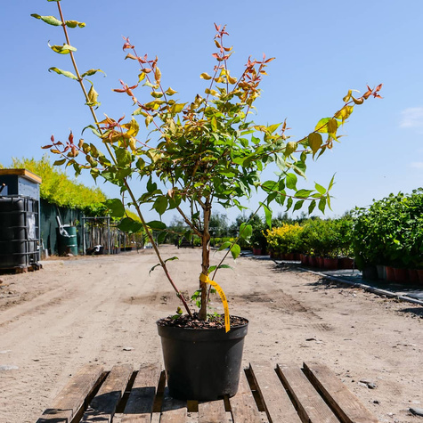 Kolkwicja chińska Maradco (C2)