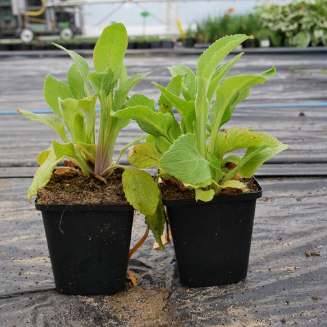 Naparstnica purpurowa Excelsior Hybrids mix kolorów (C2)