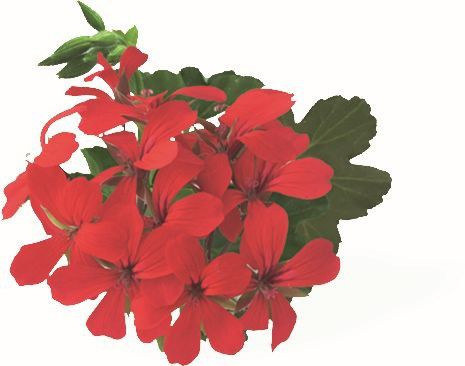 Pelargonia Bluszczolistna czerwona zwisająca Odstrasza komary