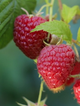 Rubus idaeus Malina Malling Seedling w doniczce