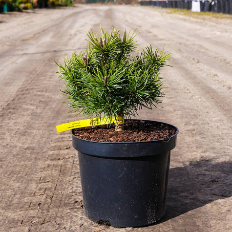 Sosna górska kosodrzewina Litomyśl szczepiona NP