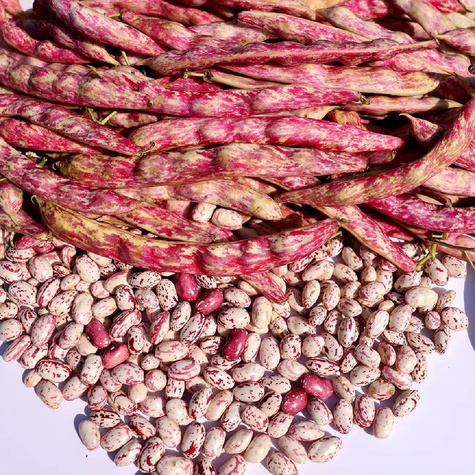 Fasola na suche ziarno tyczna Borlotto Lamon 30g