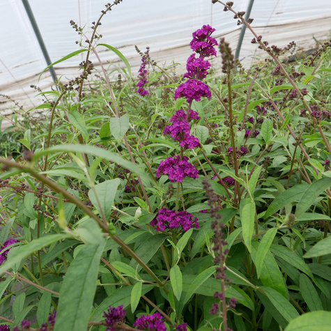 Budleja Dawida African Queen (C2)