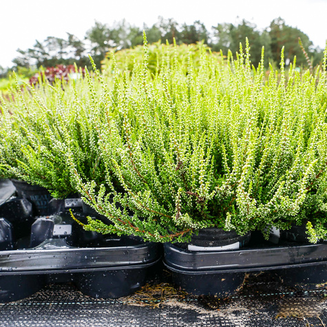 Wrzos pospolity biały pączkowy