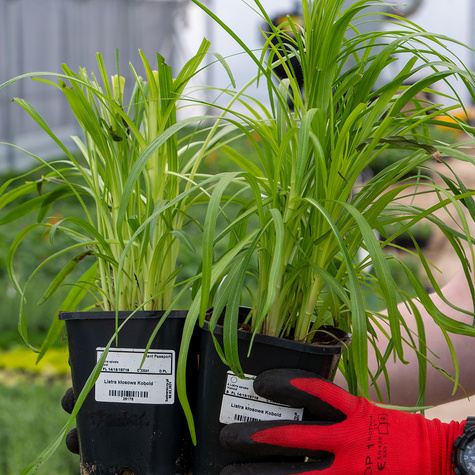 Liatra kłosowa Kobold (C2)