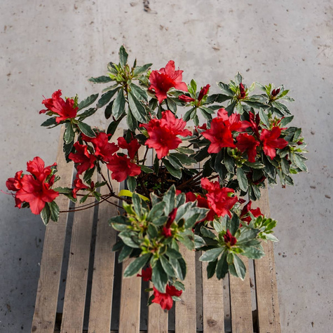 Azalia japońska Silver Queen (C2)