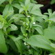 Stevia sadzonka Stewia Sweet Słodzik (P9)