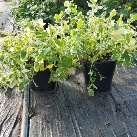 Doniczka produkcyjna P9 plastikowa 9x9