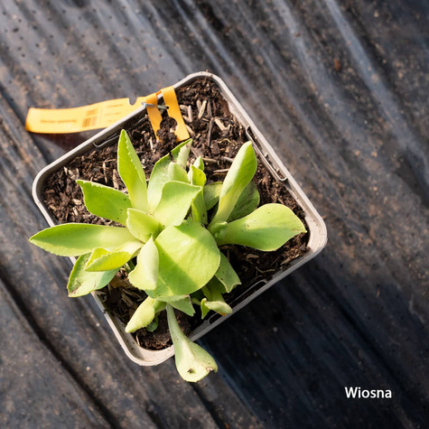 Pierwiosnek omszony (C2)