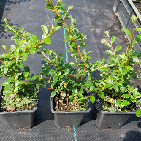 Irga Ursynów mioododajna (P9)