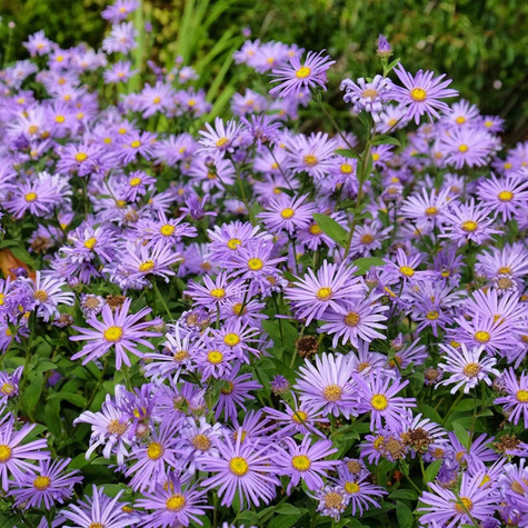 Aster Frikarata Mönch niebieski wysoki (C2)