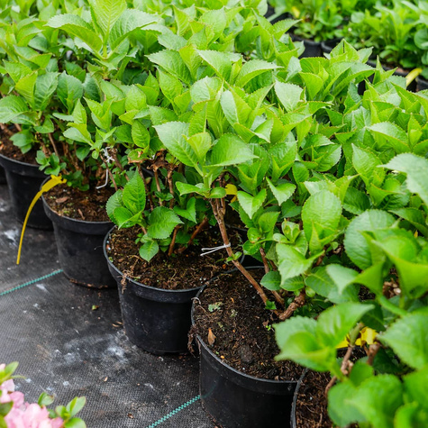 Hortensja ogrodowa Candy Heart Blue (C2)