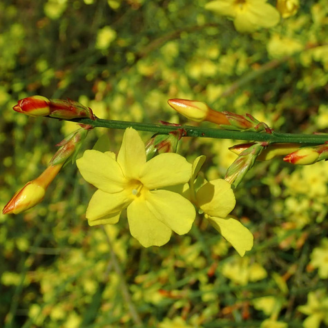 Jaśminowiec nagokwiatowy Najwcześniejszy Bardzo pachnący (C2)